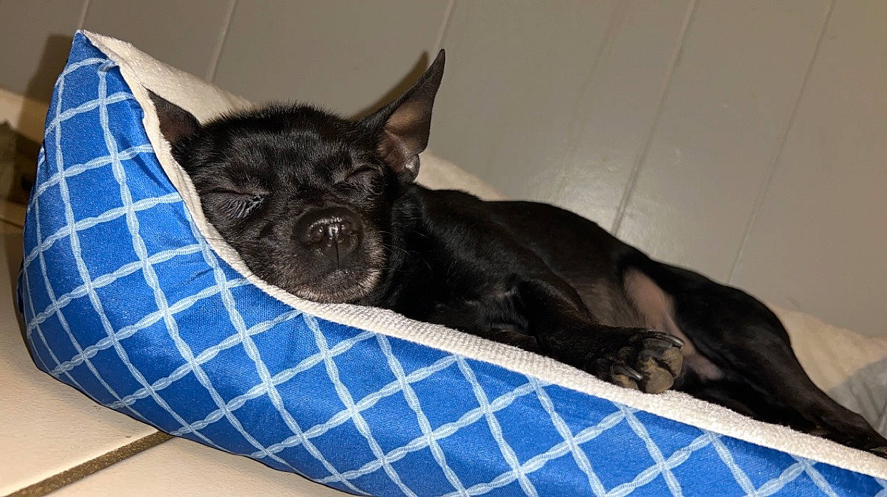 Buster is registered to the contest to win money with this photo: black_cat, canidae, carnivore, comfort, companion_dog, dog, dog_bed, dog_breed, dog_supply, fawn, felidae, fur, non_sporting_group, pattern, snout, sporting_group, terrestrial_animal, toy_dog, whiskers, working_animal