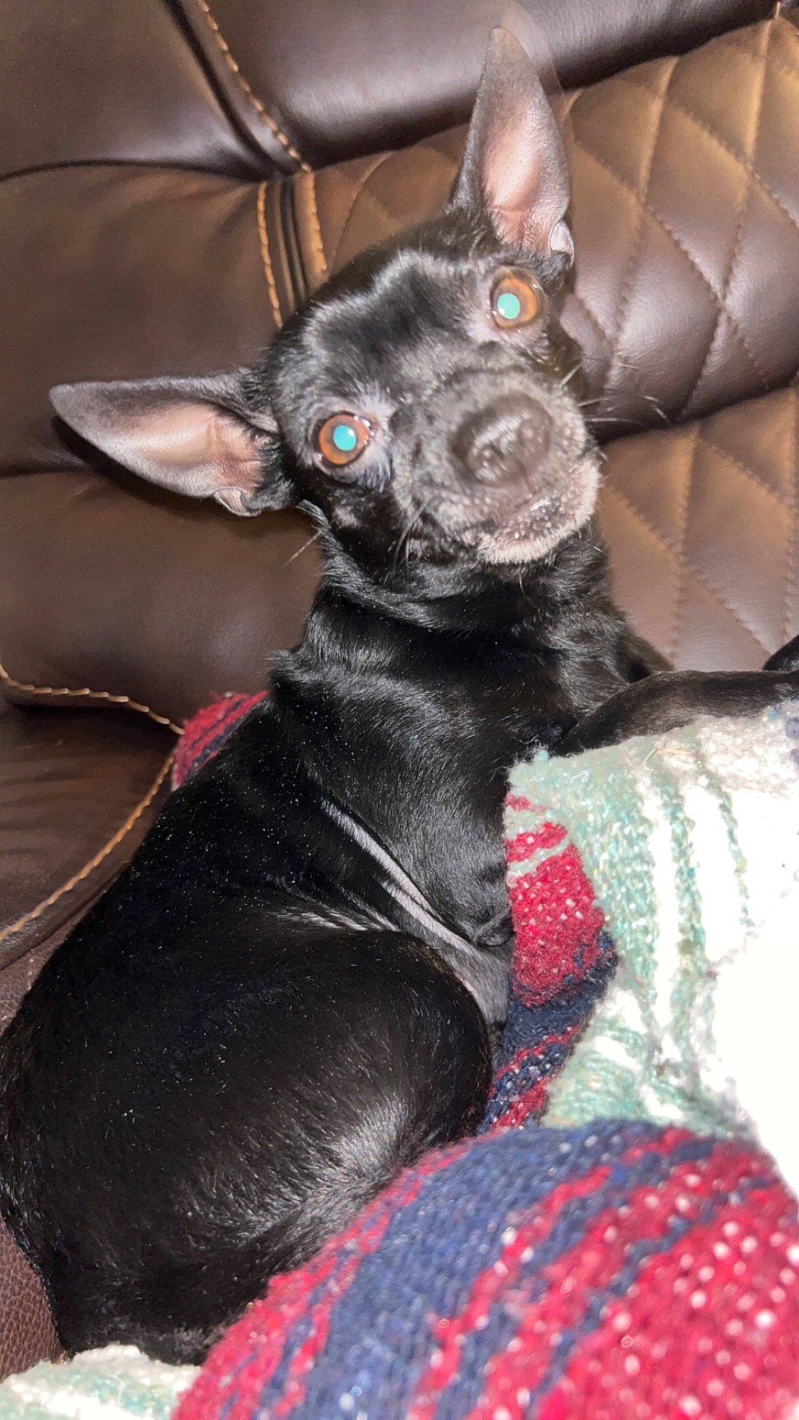 Buster joined the competition — help win amazing prizes! canidae, carnivore, collar, comfort, companion_dog, couch, dog, dog_breed, dog_supply, ear, fawn, fur, grey, plaid, snout, sporting_group, tartan, toy_dog, whiskers, working_animal