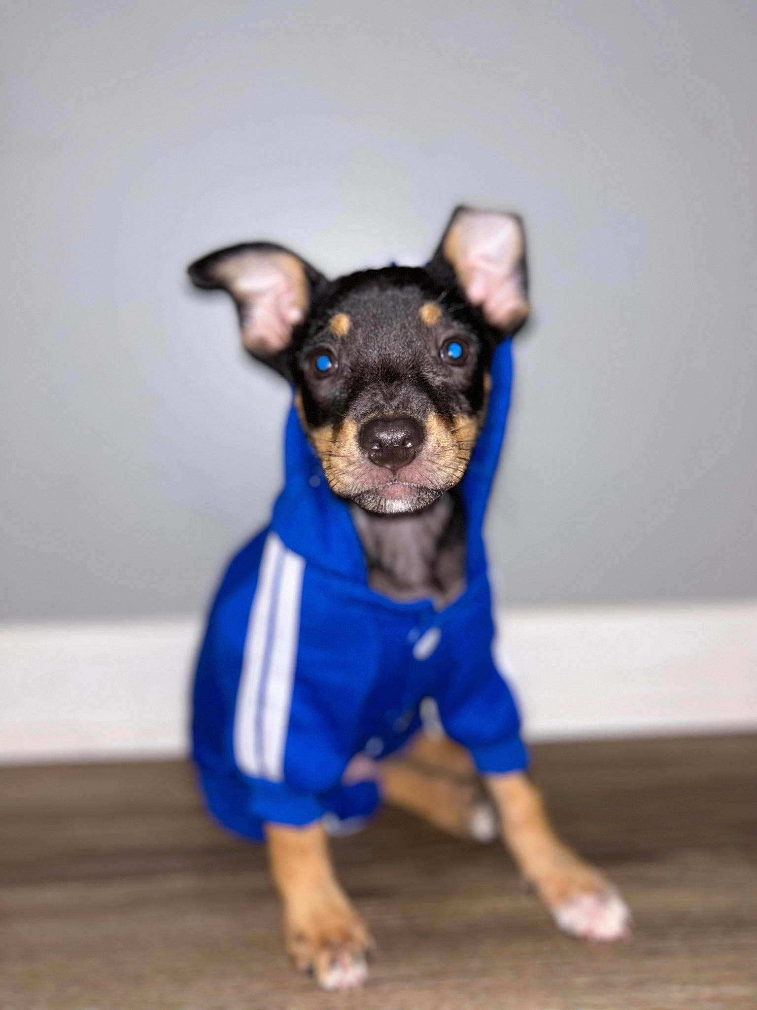 Bullet is registered to the contest to win money with this photo: canidae, carnivore, chihuahua, companion_dog, dog, dog_breed, dog_clothes, dog_supply, ear, electric_blue, fawn, fur, grey, paw, snout, tail, terrestrial_animal, toy_dog, whiskers, working_animal