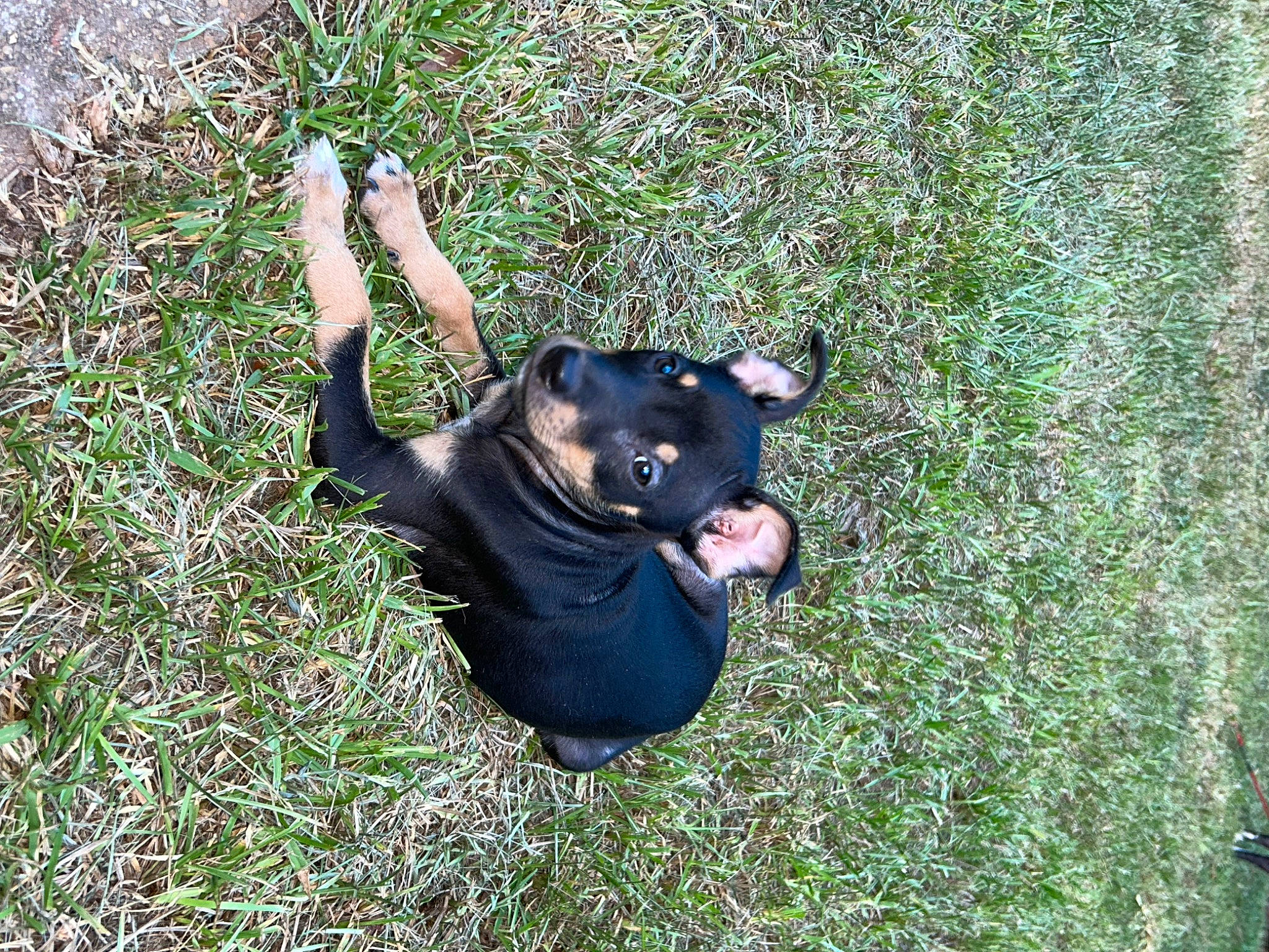 Bullet joined the competition — help win amazing prizes! canidae, carnivore, companion_dog, dog, dog_breed, fawn, grass, groundcover, guard_dog, hunting_dog, mammal, non_sporting_group, rottweiler, shadow, sporting_group, terrestrial_animal, toy_dog, working_animal, working_dog