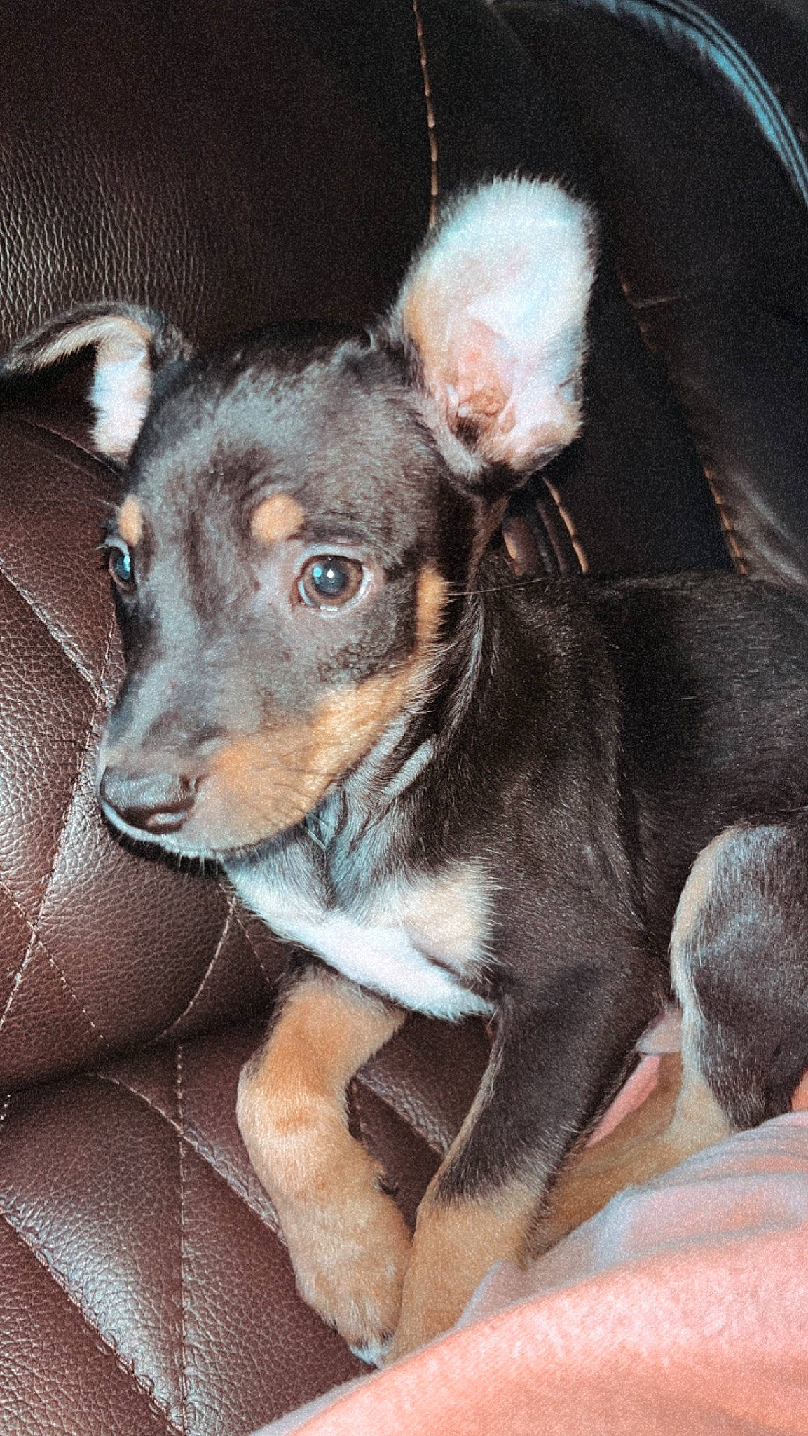 Bullet is registered to the contest to win money with this photo: canidae, carnivore, collar, comfort, companion_dog, dog, dog_breed, dog_collar, dog_supply, ear, fawn, fur, leash, pet_supply, snout, sporting_group, toy_dog, whiskers, working_animal, working_dog