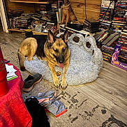 Striker is registered to the contest to win money with this photo: dog, german_shepherd, dog_bed, dvd_collection, dog_statue, wooden_wall, floor, shoe, clothing, table, red_tablecloth, carpet, indoor, living_room, pet, decorations, figurines, fluffy_bed, relaxed, tongue_out