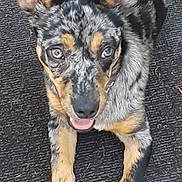 Oliver joined the competition — help win amazing prizes! animal, black, brown, canine, close_up, dog, ears, eyes, face, fur, happy, looking_up, lying_down, muzzle, outdoor, paws, pet, speckled_coat, texture, tongue