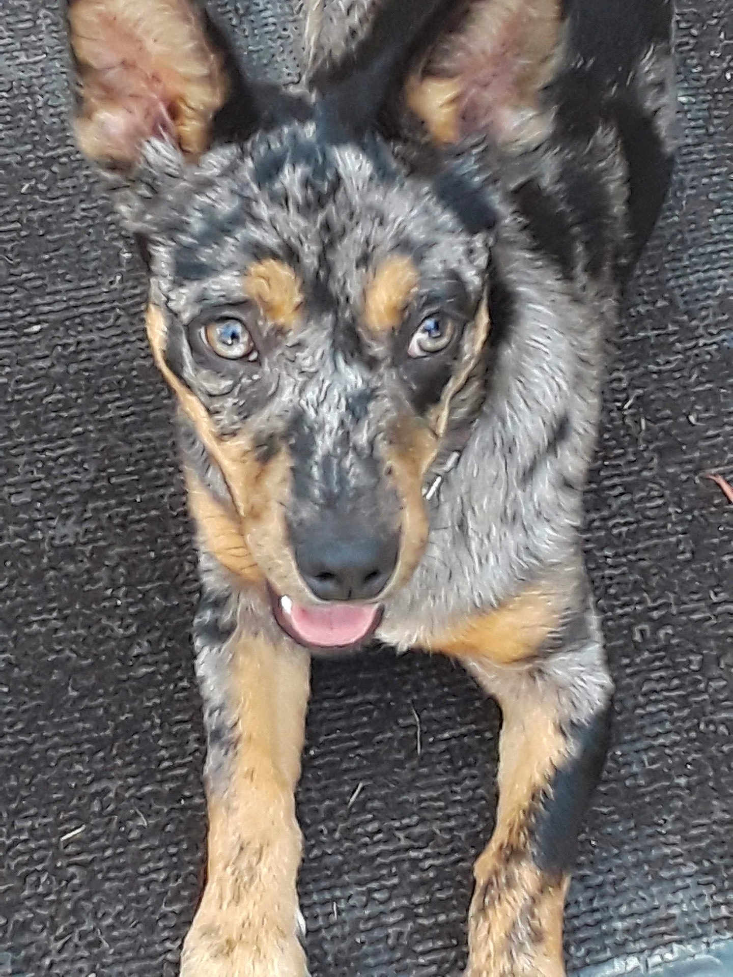Oliver