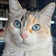 Moon a rejoint le concours — aidez-le/la à gagner de superbes lots ! alert, animal, blue_eyes, blurred_background, calico_cat, cat, close_up, curious, feline, fluffy_fur, front_facing, indoors, orange_markings, pet, photography, pink_nose, pointed_ears, portrait, whiskers, white_fur