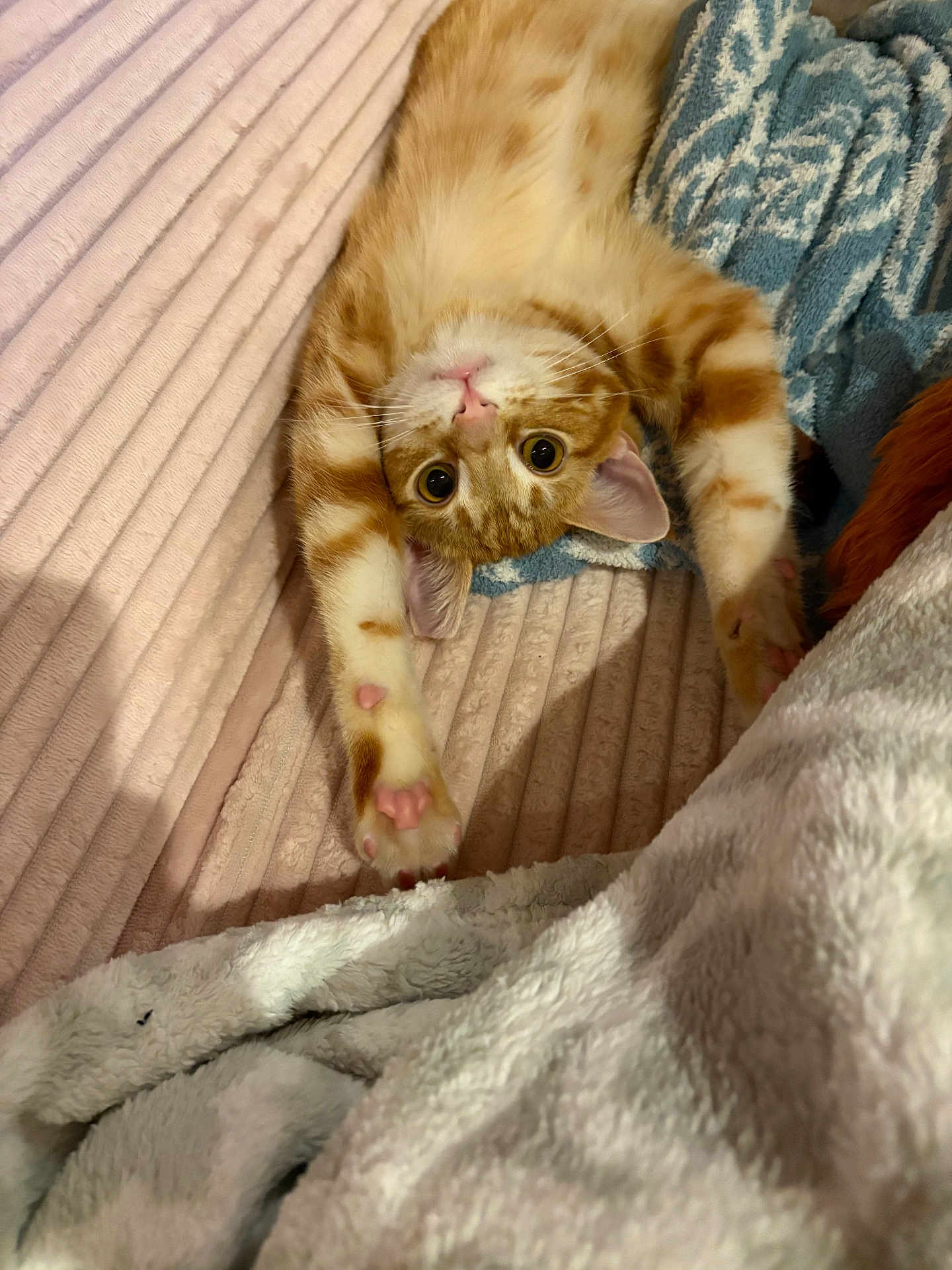 Macaroni joined the competition — help win amazing prizes! cat, orange_tabby, stretching, paws, wide_eyes, blanket, cozy, indoor, pet, feline, cute, relaxation, fur, whiskers, pink_nose, soft_texture, comfort, resting, closeup, curious