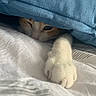 Malo participe au concours pour gagner de l'argent avec cette photo : cat, paw, blanket, bed, stretching, cozy, indoor, white_paw, orange_and_white, resting, fur, cute, animal, pet, soft, relaxed, nap, comfort, closeup, sleepy