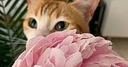 Malo a rejoint le concours — aidez-le/la à gagner de superbes lots ! cat, flower, pink_flower, orange_cat, indoor, green_leaves, close_up, curious, pet, plant, nature, soft_focus, cute, feline, whiskers, ears, background, home, domestic, mystery