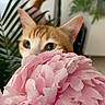 cat, flower, pink_flower, orange_cat, indoor, green_leaves, close_up, curious, pet, plant, nature, soft_focus, cute, feline, whiskers, ears, background, home, domestic, mystery