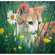 Malo a rejoint le concours — aidez-le/la à gagner de superbes lots ! cat, orange_cat, meadow, wildflowers, green_grass, yellow_flowers, white_flower, nature, outdoor, animal, pet, curious, close_up, flora, spring, summer, feline, whiskers, ears, nose