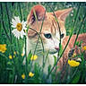 cat, orange_cat, meadow, wildflowers, green_grass, yellow_flowers, white_flower, nature, outdoor, animal, pet, curious, close_up, flora, spring, summer, feline, whiskers, ears, nose