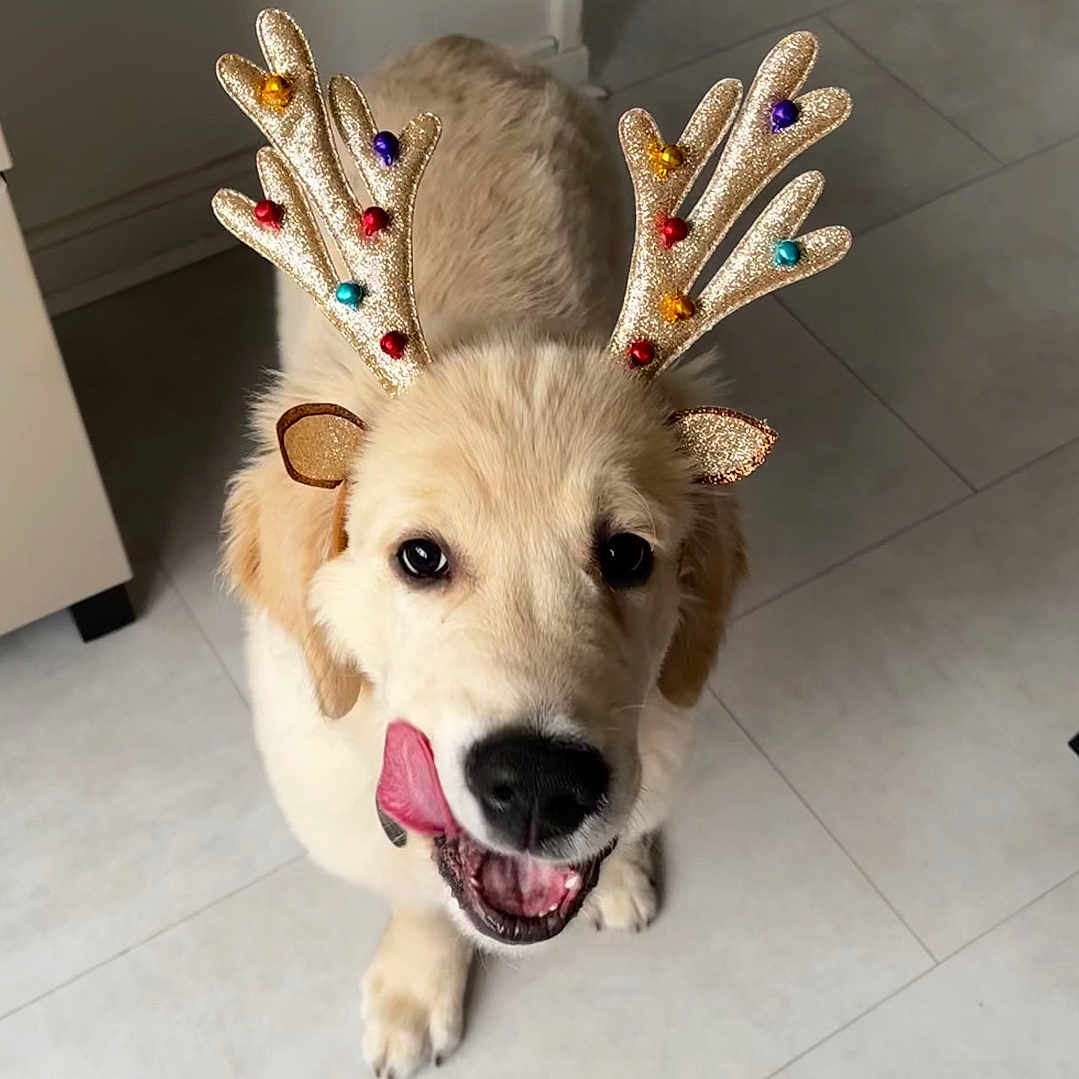 Volt a rejoint le concours — aidez-le/la à gagner de superbes lots ! accessories, animal, antler, bodypart, canine, clothing, dog, eskimodog, glove, goldenretriever, hound, husky, labradorretriever, mouth, person, pet, puppy, strap, whitedog, wood