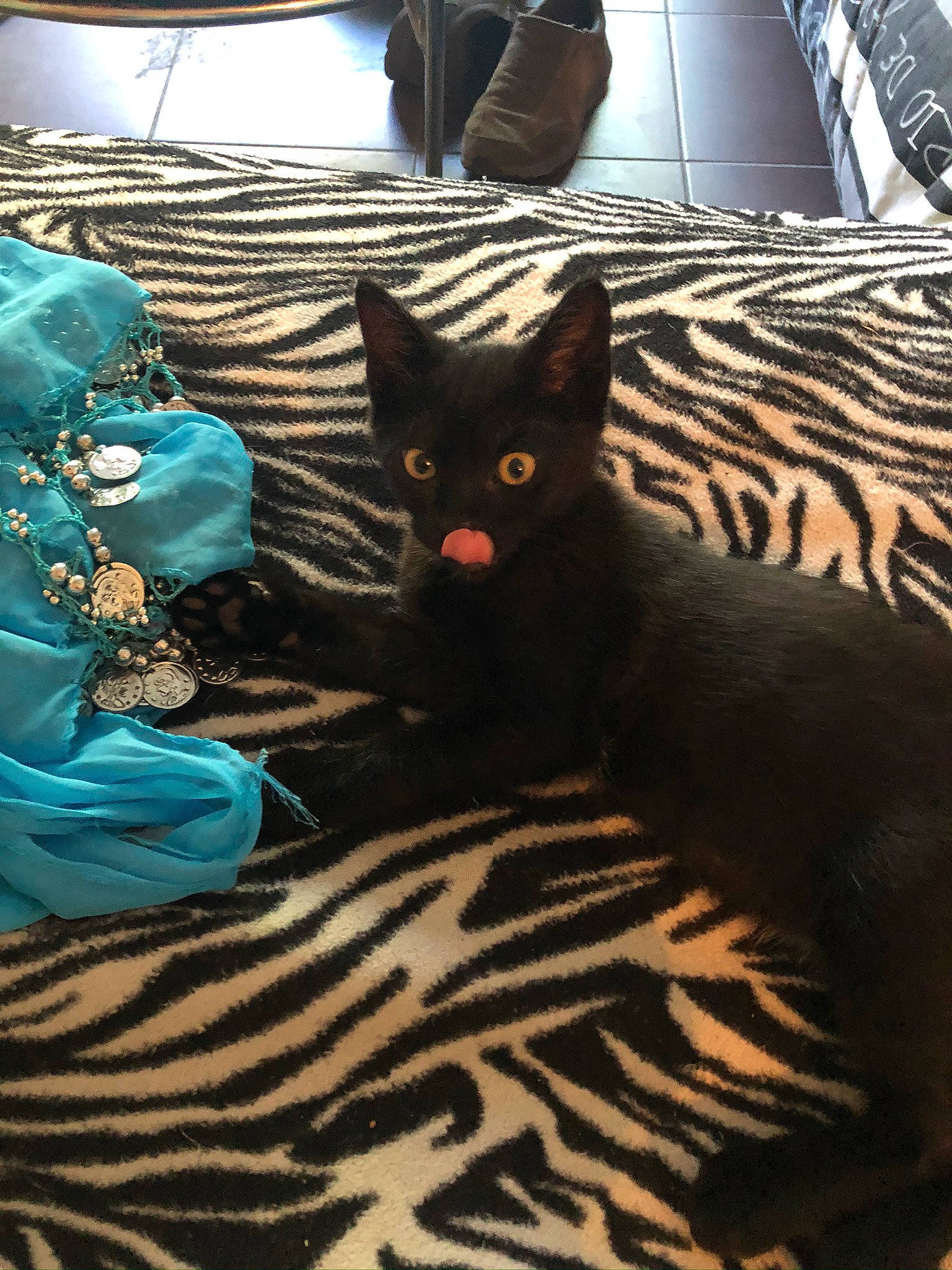 Djidji participe au concours pour gagner de l'argent avec cette photo : asian, black, black_cat, carnivore, cat, domestic_short_haired_cat, felidae, fur, kitten, small_to_medium_sized_cats, tail, whiskers