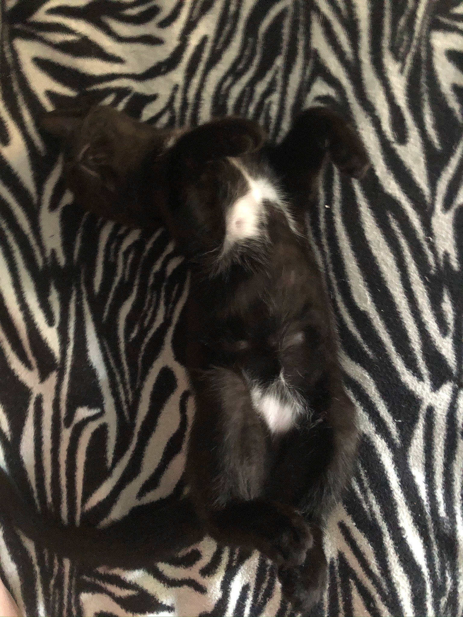 Djidji a rejoint le concours — aidez-le/la à gagner de superbes lots ! black_and_white, fur, monochrome, pattern, snout, terrestrial_animal, whiskers, wildlife, zebra