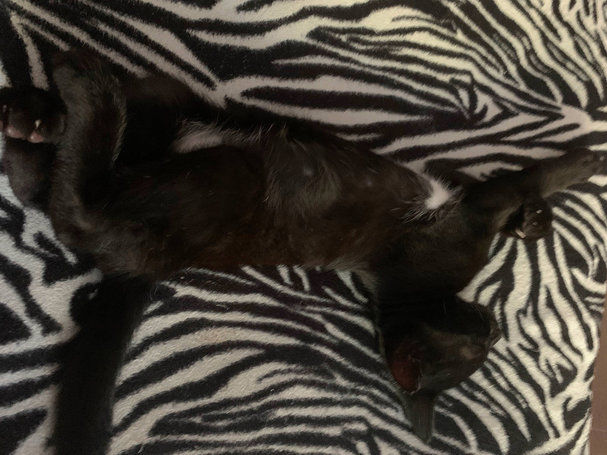 Djidji a rejoint le concours — aidez-le/la à gagner de superbes lots ! black_and_white, carnivore, cat, fawn, felidae, fur, pattern, tail, whiskers, wildlife