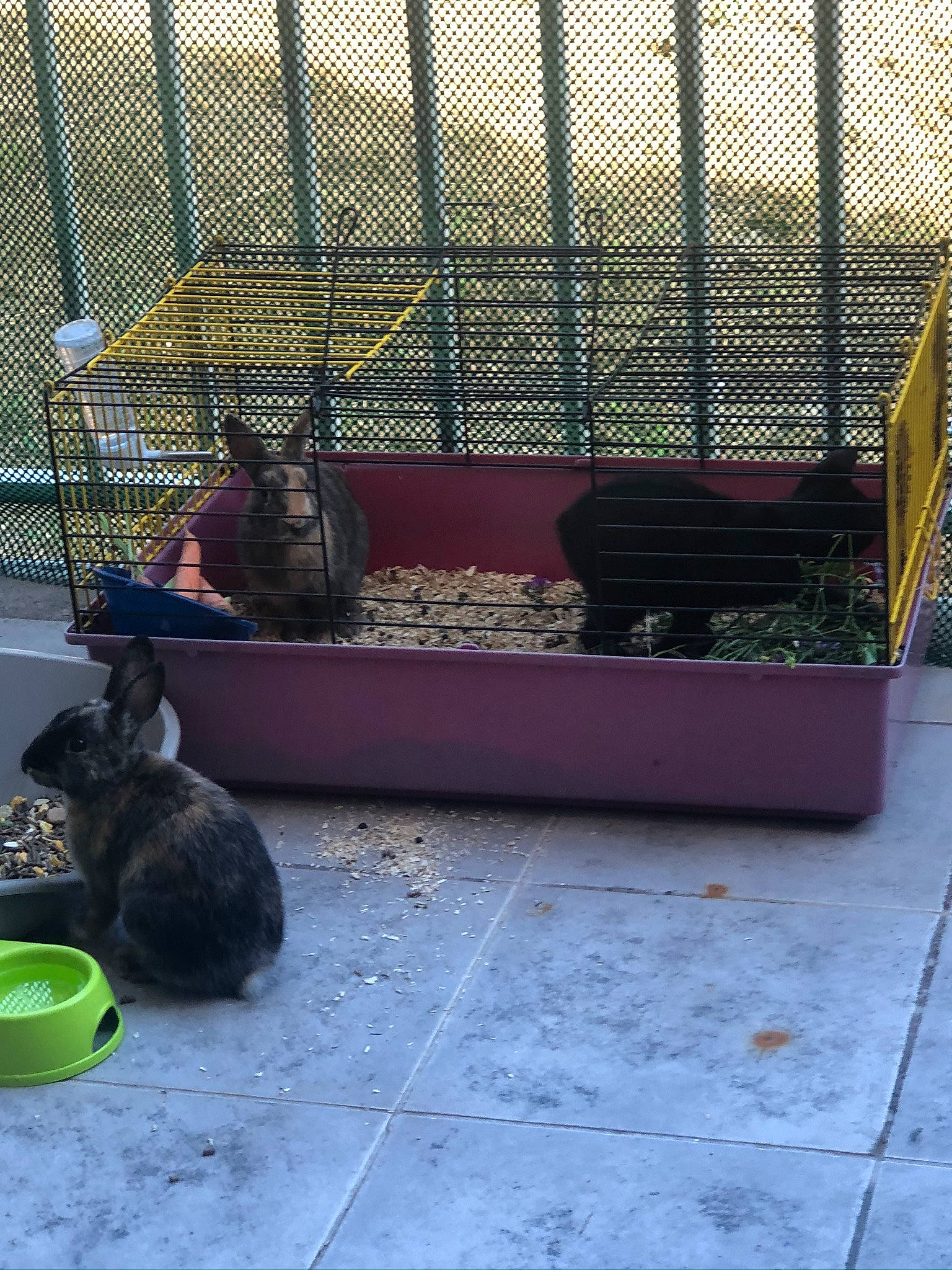 Djidji participe au concours pour gagner de l'argent avec cette photo : animal_shelter, cage, cat, fawn, felidae, kitten, pet_supply, small_to_medium_sized_cats