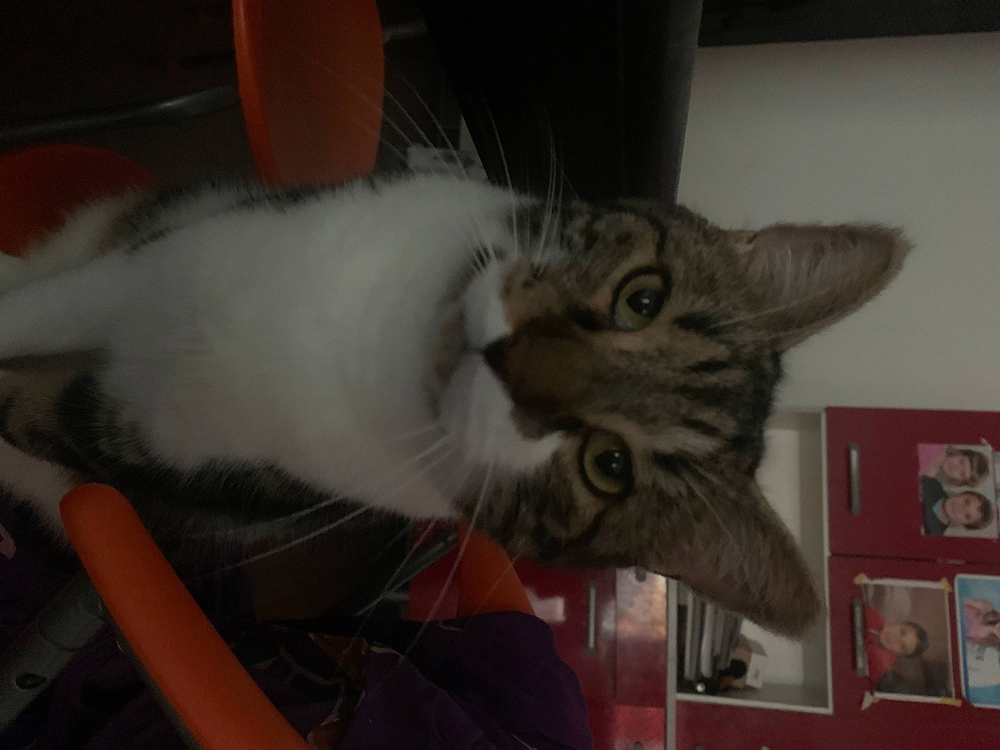 Inou Minou participe au concours pour gagner de l'argent avec cette photo : aegean_cat, american_wirehair, asian, carnivore, cat, domestic_long_haired_cat, domestic_short_haired_cat, ear, european_shorthair, eye, felidae, mammal, mouth, norwegian_forest_cat, organ, siberian, small_to_medium_sized_cats, tabby_cat, vertebrate, whiskers