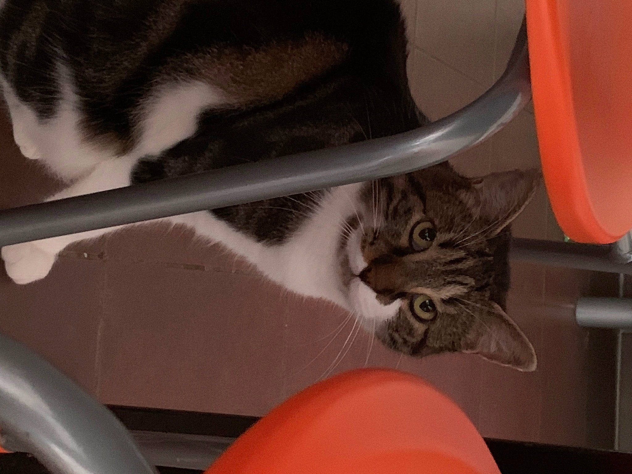 Inou Minou a rejoint le concours — aidez-le/la à gagner de superbes lots ! american_shorthair, asian, carnivore, cat, domestic_short_haired_cat, dragon_li, european_shorthair, felidae, kitten, small_to_medium_sized_cats, tabby_cat, whiskers