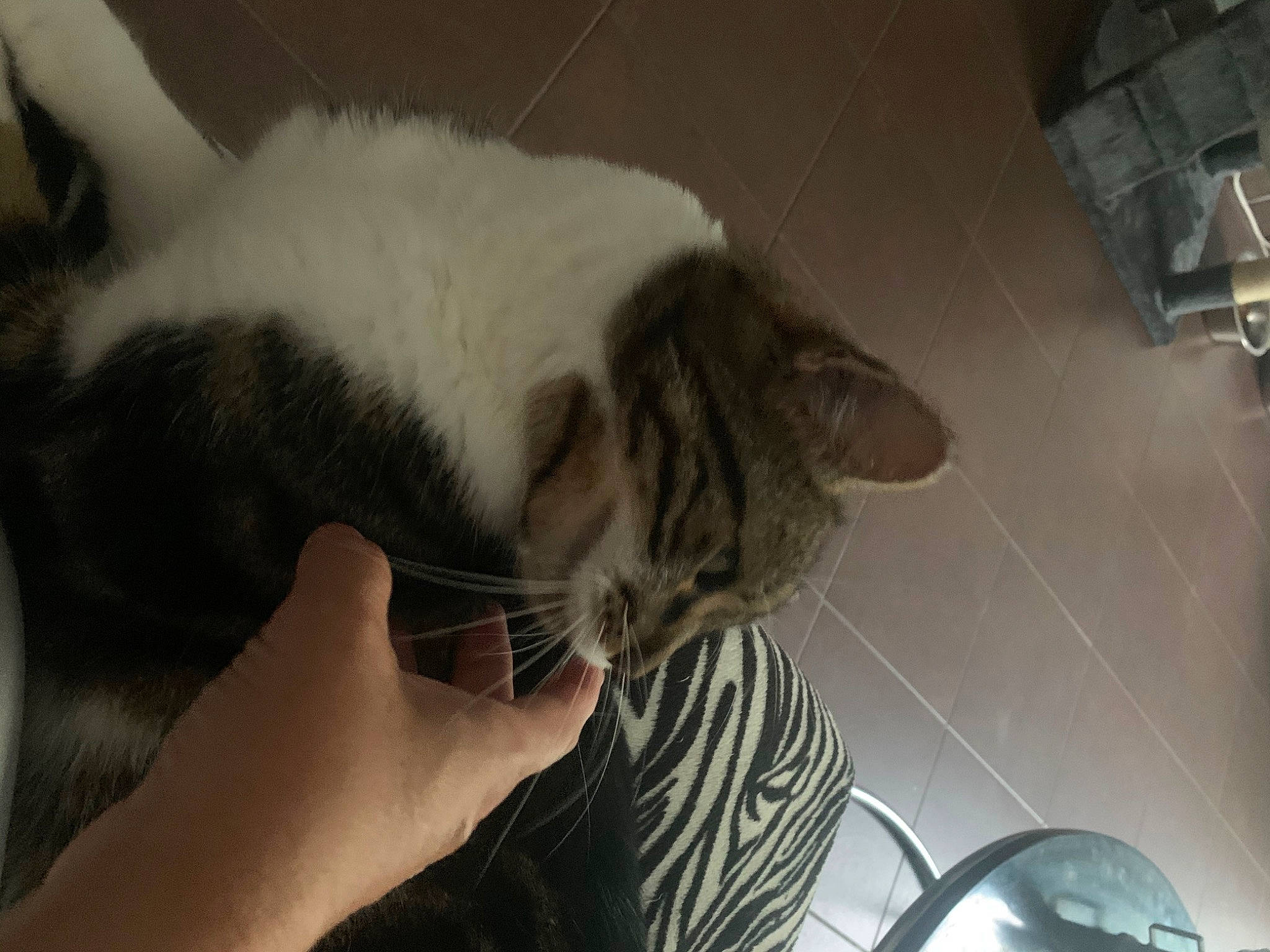 Inou Minou a rejoint le concours — aidez-le/la à gagner de superbes lots ! aegean_cat, asian, carnivore, cat, domestic_short_haired_cat, ear, european_shorthair, felidae, fur, kitten, mammal, norwegian_forest_cat, paw, polydactyl_cat, small_to_medium_sized_cats, snout, whiskers