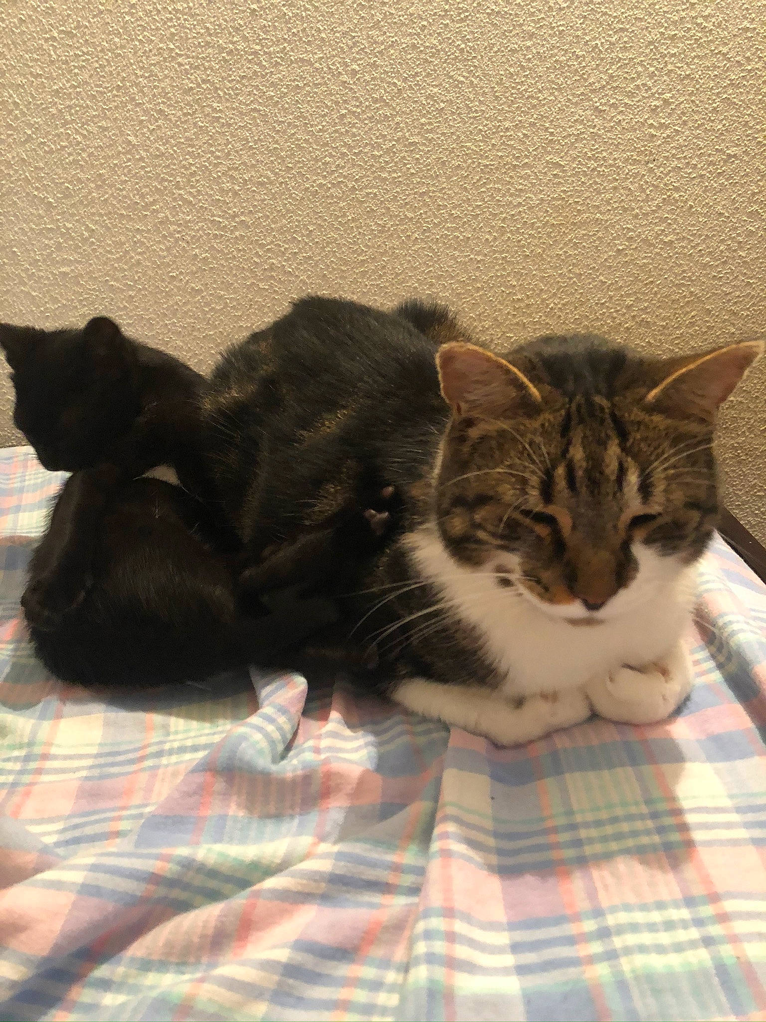 Inou Minou participe au concours pour gagner de l'argent avec cette photo : american_shorthair, asian, carnivore, cat, domestic_short_haired_cat, dragon_li, ear, european_shorthair, felidae, fur, kitten, mammal, nap, norwegian_forest_cat, paw, polydactyl_cat, small_to_medium_sized_cats, snout, tabby_cat, whiskers