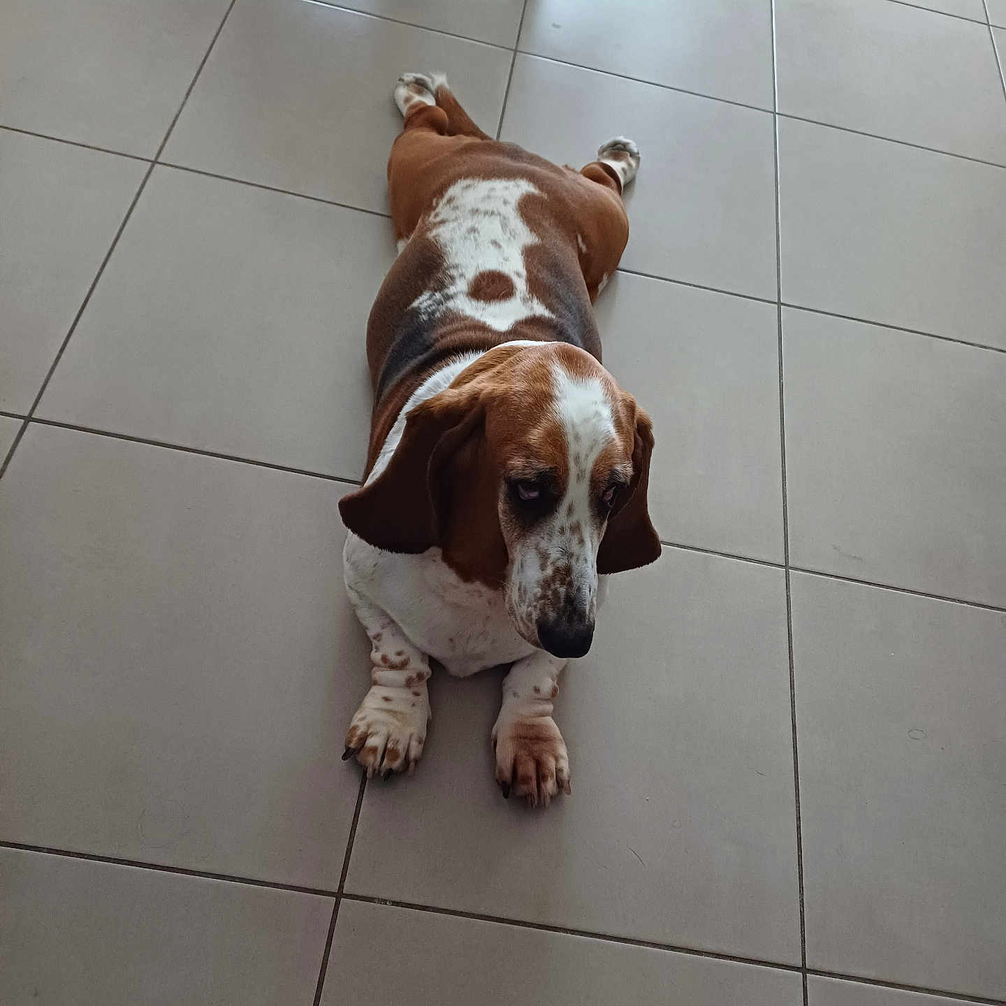 Naora a rejoint le concours — aidez-le/la à gagner de superbes lots ! animal, beagle, boxer, bulldog, canine, clothing, dog, footwear, hound, indoors, interiordesign, labradorretriever, person, pet, pitbull, pointer, puppy, shoe, snout, tile