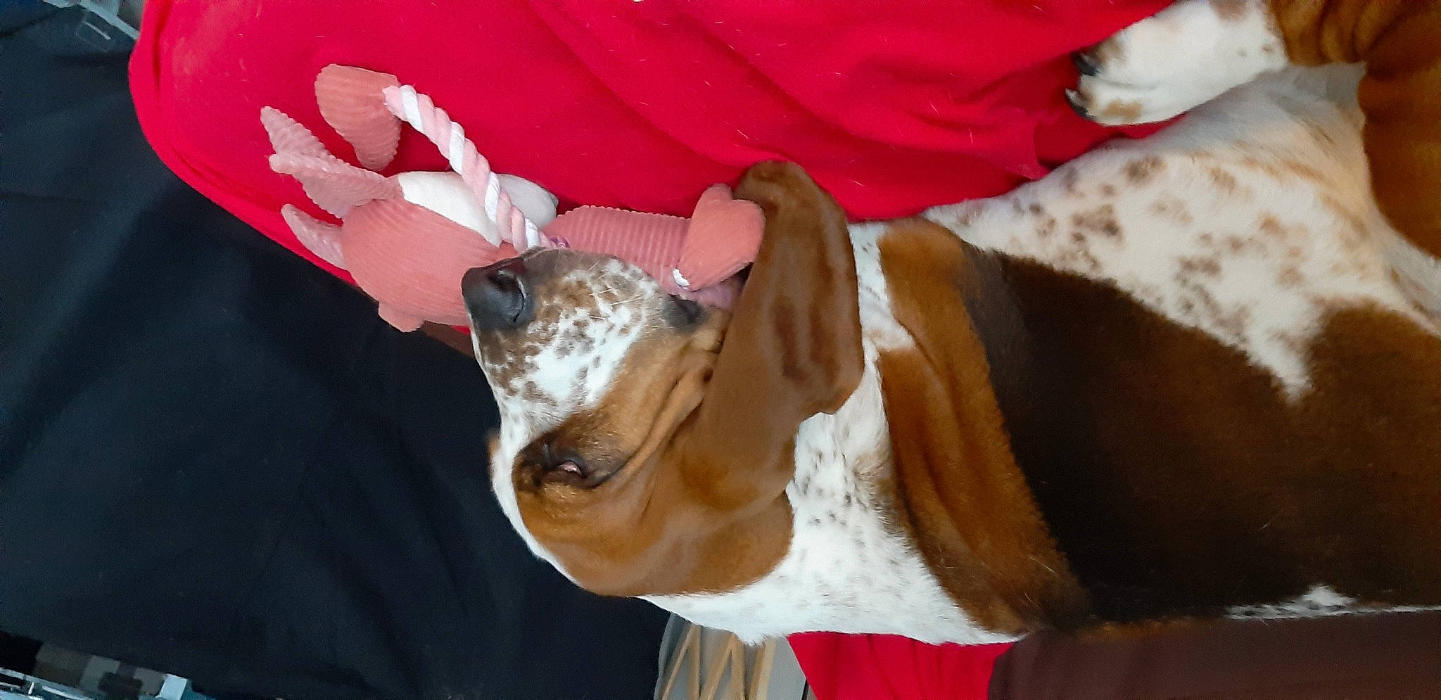 Naora participe au concours pour gagner de l'argent avec cette photo : basset_hound, canidae, carmine, carnivore, collar, companion_dog, dog, dog_breed, dog_collar, dog_supply, ear, fawn, fur, paw, pet_supply, petal, sporting_group, tail, whiskers, working_animal