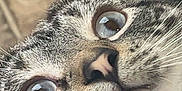 Mouse joined the competition — help win amazing prizes! cat, close_up, blue_eyes, whiskers, fur, pet, animal, curious, face, nose, indoor, tiled_floor, leather, domestic_cat, portrait, muzzle, tabby, striped, cute, feline