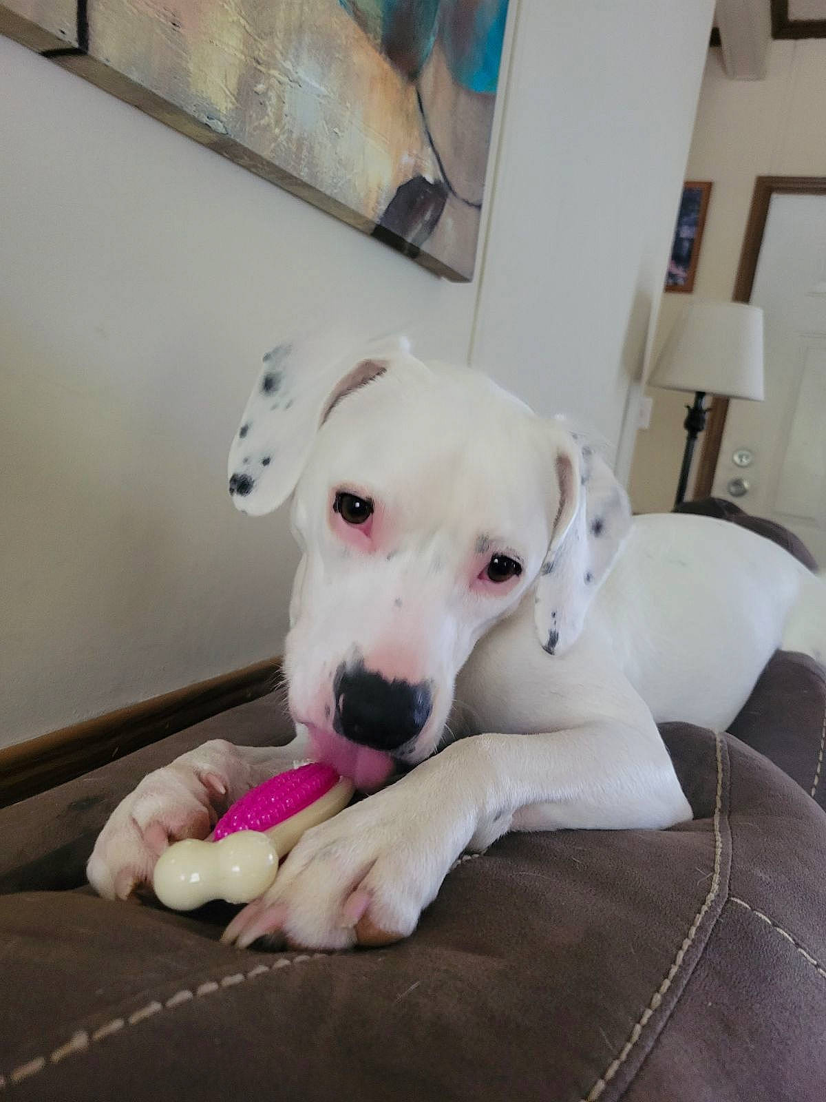 Xena is registered to the contest to win money with this photo: canidae, carnivore, collar, comfort, companion_dog, dog, dog_breed, fawn, guard_dog, non_sporting_group, sporting_group, terrestrial_animal, working_animal