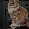animal, cat, closeup, cozy, cream_color, curious, domestic_cat, drawer, ears, fluffy, furniture, indoor, pet, quiet, side_view, sitting, table, table_edge, whiskers, white_paws