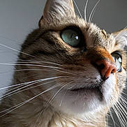 Tiger a rejoint le concours — aidez-le/la à gagner de superbes lots ! cat, close_up, whiskers, green_eyes, fur, pet, animal, portrait, cute, domestic_cat, looking_up, face, nose, ears, indoor, feline, soft_light, detailed, curious, macro