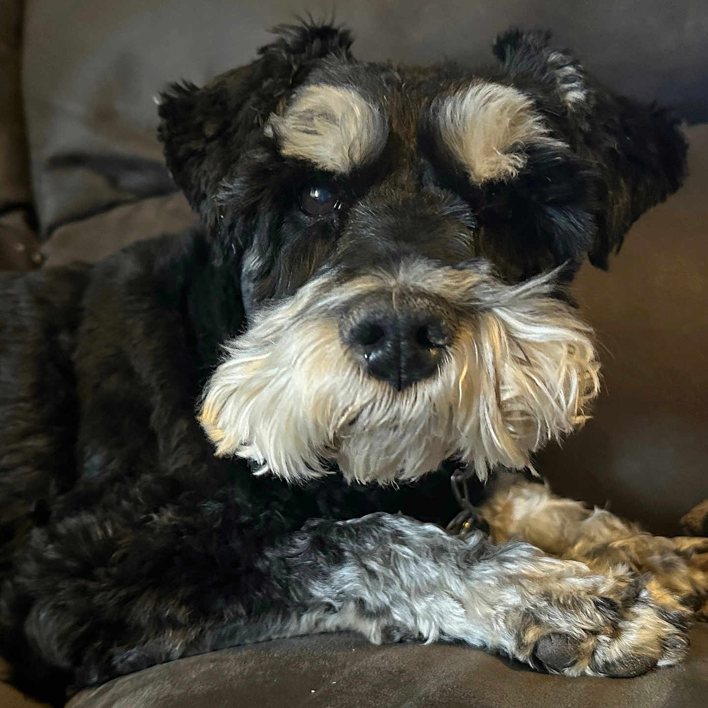 Jasper is registered to the contest to win money with this photo: animal, beard, black_and_white, closeup, companion, couch, cozy, cute, dog, domestic, eyebrows, fur, furry, indoor, laying_down, paw, pet, portrait, relaxed, schnauzer