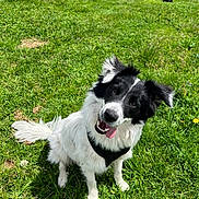 Wolverine a rejoint le concours — aidez-le/la à gagner de superbes lots ! animal, background, black_and_white, canine, curious, dog, ears_up, field, grass, greenery, happy, nature, outdoor, pet, playful, rocks, sitting, sunlight, tongue_out, two_dogs