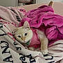 Stella is registered to the contest to win money with this photo: cat, pink_blanket, pink_outfit, bed, white_sheet, text_on_sheet, fluffy, cozy, indoor, pet, animal, feline, resting, curious, cute, domestic, soft_texture, collar, paw, relaxed