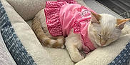 Stella is registered to the contest to win money with this photo: cat, pet_bed, sleeping, pink_dress, cozy, indoor, blanket, couch, fur, animal, cute, resting, feline, soft, comfort, home, relaxing, domestic, adorable, nap
