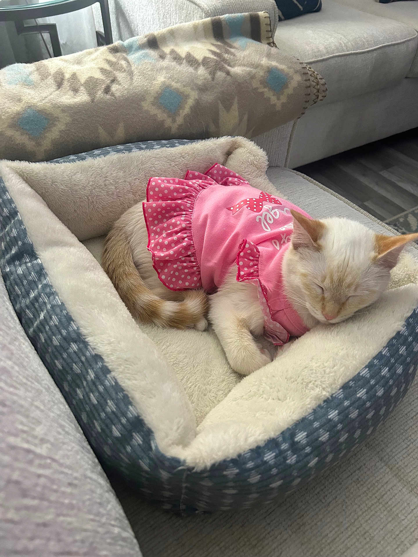 Stella is registered to the contest to win money with this photo: cat, pet_bed, sleeping, pink_dress, cozy, indoor, blanket, couch, fur, animal, cute, resting, feline, soft, comfort, home, relaxing, domestic, adorable, nap