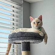 Stella joined the competition — help win amazing prizes! cat, animal, pet, feline, indoor, cat_tree, plush, window, blinds, light, relaxed, cream_colored, blue_eyes, tail, collar, toy, rope, vertical, wall, quiet