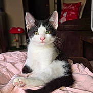 Oliver Baker is registered to the contest to win money with this photo: kitten, cat, black_and_white, pet, indoor, blanket, pink, relaxed, cute, feline, animal, whiskers, ears, tail, soft, cozy, domestic, toy, couch, pillow