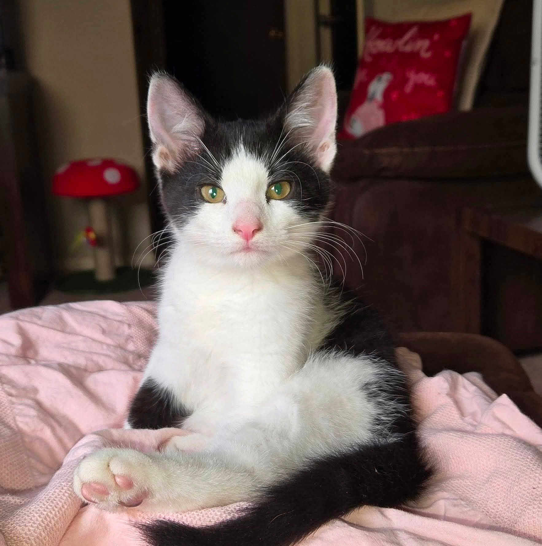 Oliver Baker is registered to the contest to win money with this photo: kitten, cat, black_and_white, pet, indoor, blanket, pink, relaxed, cute, feline, animal, whiskers, ears, tail, soft, cozy, domestic, toy, couch, pillow