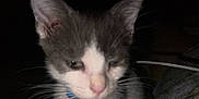Earnest T is registered to the contest to win money with this photo: kitten, cat, close_up, gray, white, collar, pet, animal, whiskers, ears, face, feline, indoor, dark_background, sleepy, young, cute, fur, small, domestic