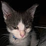 animal, cat, close_up, collar, cute, dark_background, domestic, ears, face, feline, fur, gray, indoor, kitten, pet, sleepy, small, whiskers, white, young