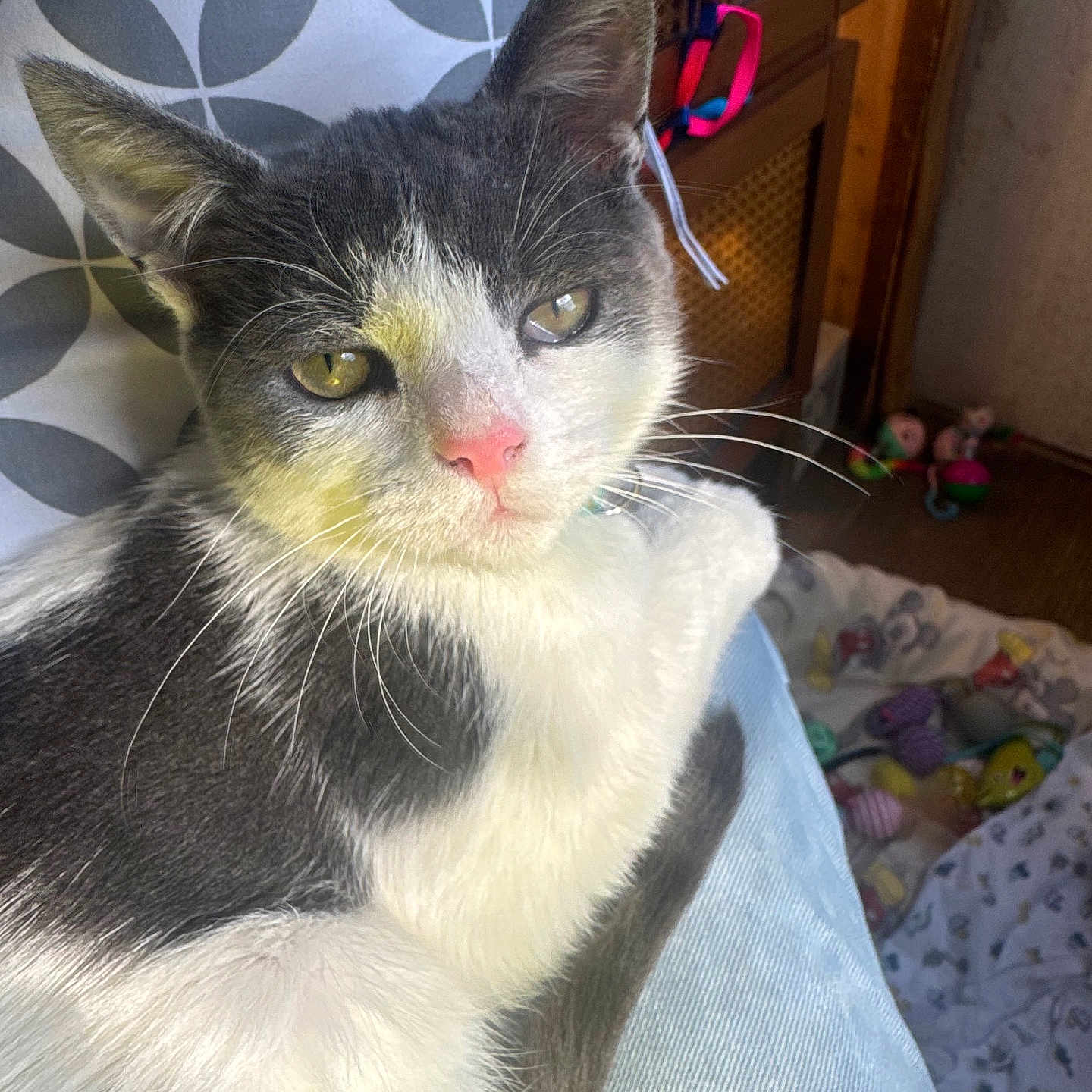Earnest T is registered to the contest to win money with this photo: blanket, cat, cozy, cushion, floor, fur, gray_and_white_cat, home, indoor, jeans, lap, pattern, person, pet, pink_nose, relaxing, sunlight, toy, whiskers, wooden_furniture