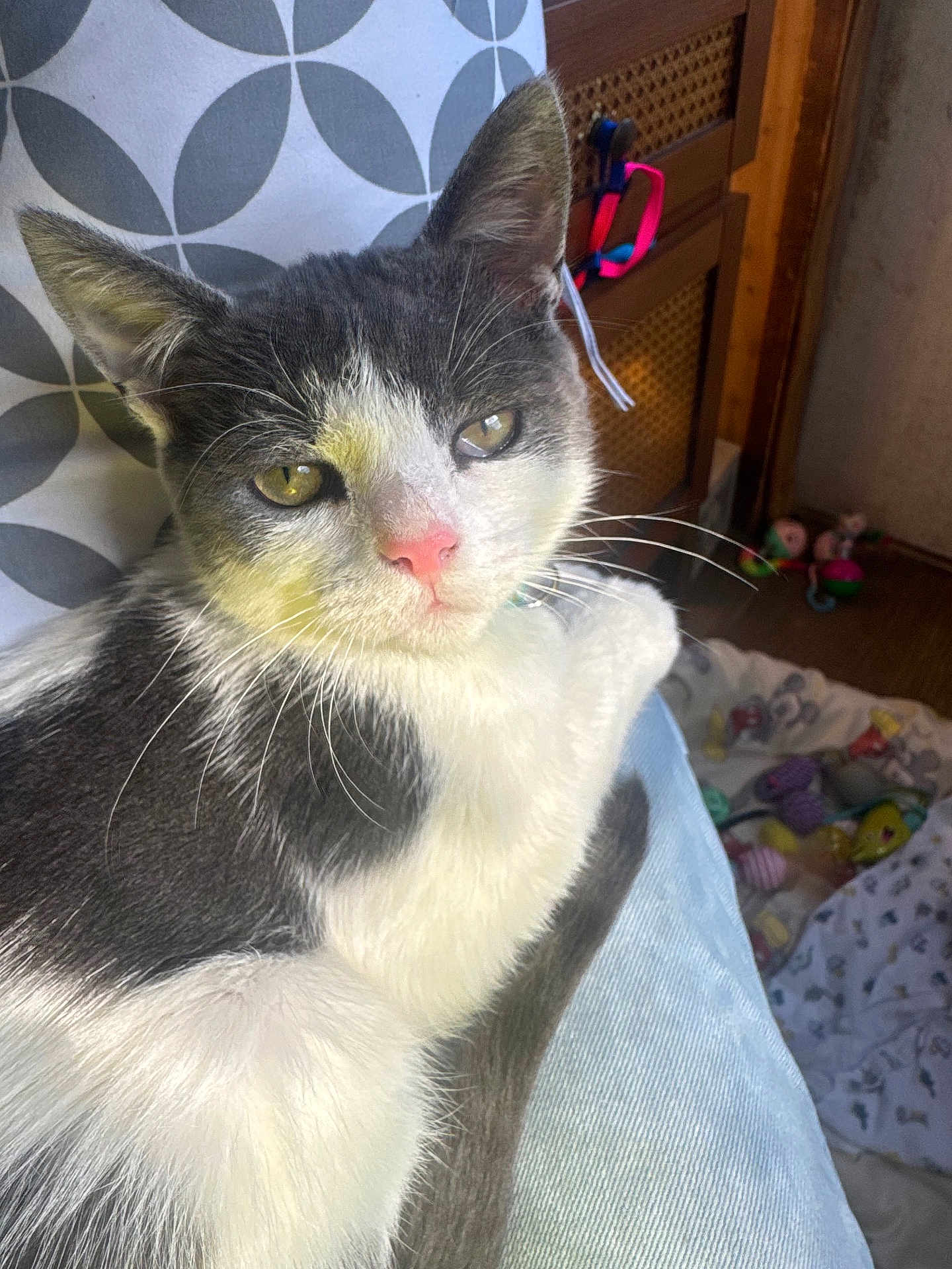 Earnest T is registered to the contest to win money with this photo: cat, gray_and_white_cat, pet, indoor, lap, cushion, pattern, toy, blanket, relaxing, cozy, fur, whiskers, pink_nose, person, jeans, floor, wooden_furniture, sunlight, home