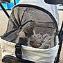 Earnest T is registered to the contest to win money with this photo: kitten, cat, pet_stroller, mesh_cover, outdoor, daylight, animal, feline, curious, container, transport, cute, small, fur, whiskers, ears, resting, urban, pavement, blue