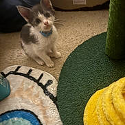 Earnest T joined the competition — help win amazing prizes! kitten, cat, blue_collar, carpet, rug, scratching_post, indoor, pet, feline, young_animal, curious, small, mammal, whiskers, ears, floor, furniture, home, cute, animal