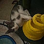 Earnest T joined the competition — help win amazing prizes! kitten, cat, yellow_object, carpet, floor, playful, furry, black_and_white, pet, indoor, toy, clawing, green_base, spiral, blurred, small, animal, cute, feline, home