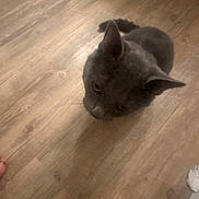 Tobais joined the competition — help win amazing prizes! animal, cat, companion, curious, cute, domestic_animal, ears, feline, floor, flooring, gray_cat, home, indoor, looking_up, mammal, pet, shadow, single_pet, whiskers, wooden_floor