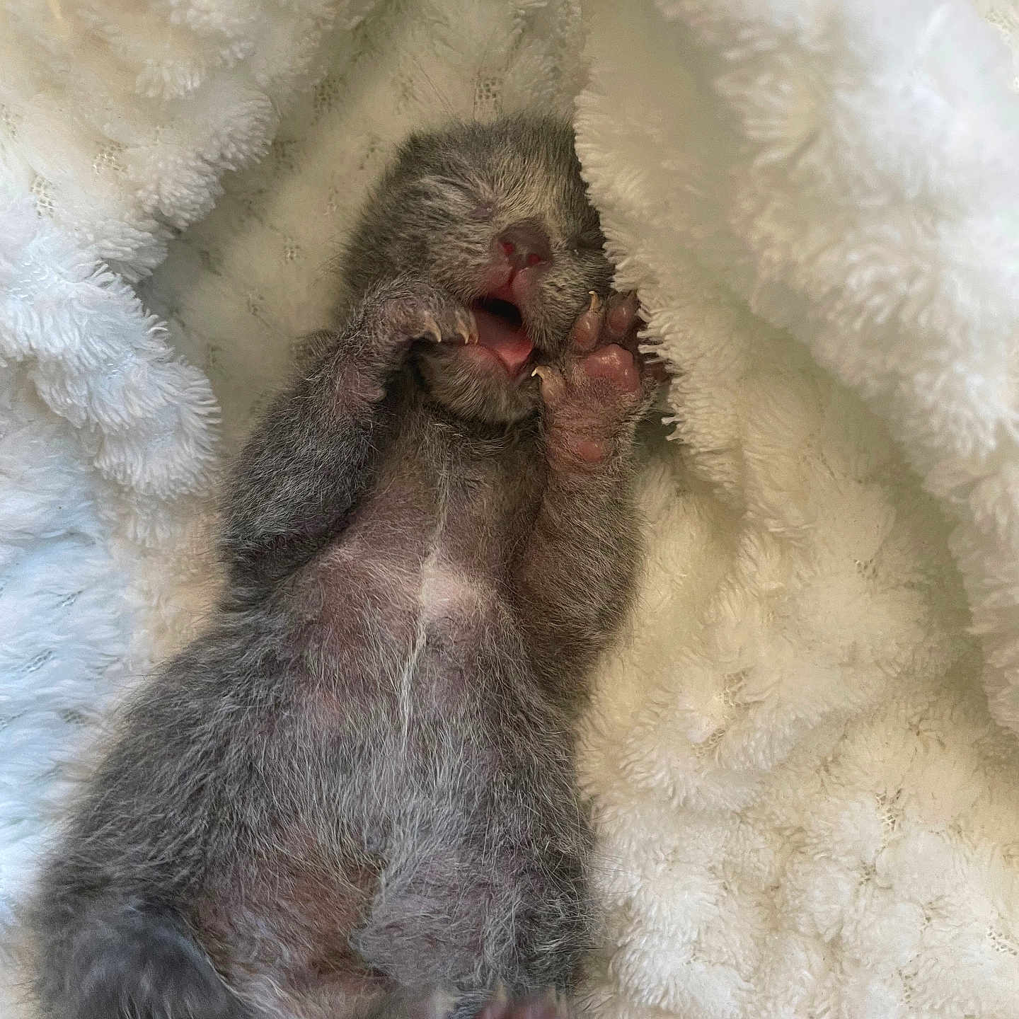 Tobais is registered to the contest to win money with this photo: animal, blanket, claw, closeup, cozy, cute, feline, fur, indoor, kitten, mammal, newborn_kitten, paw, pet, pink_nose, resting, sleeping, small, soft_texture, young