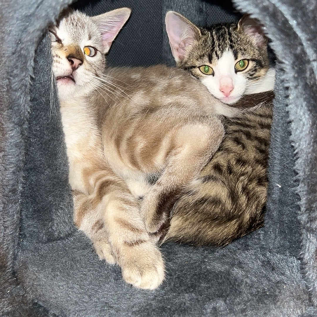 Plume Et Zikxo