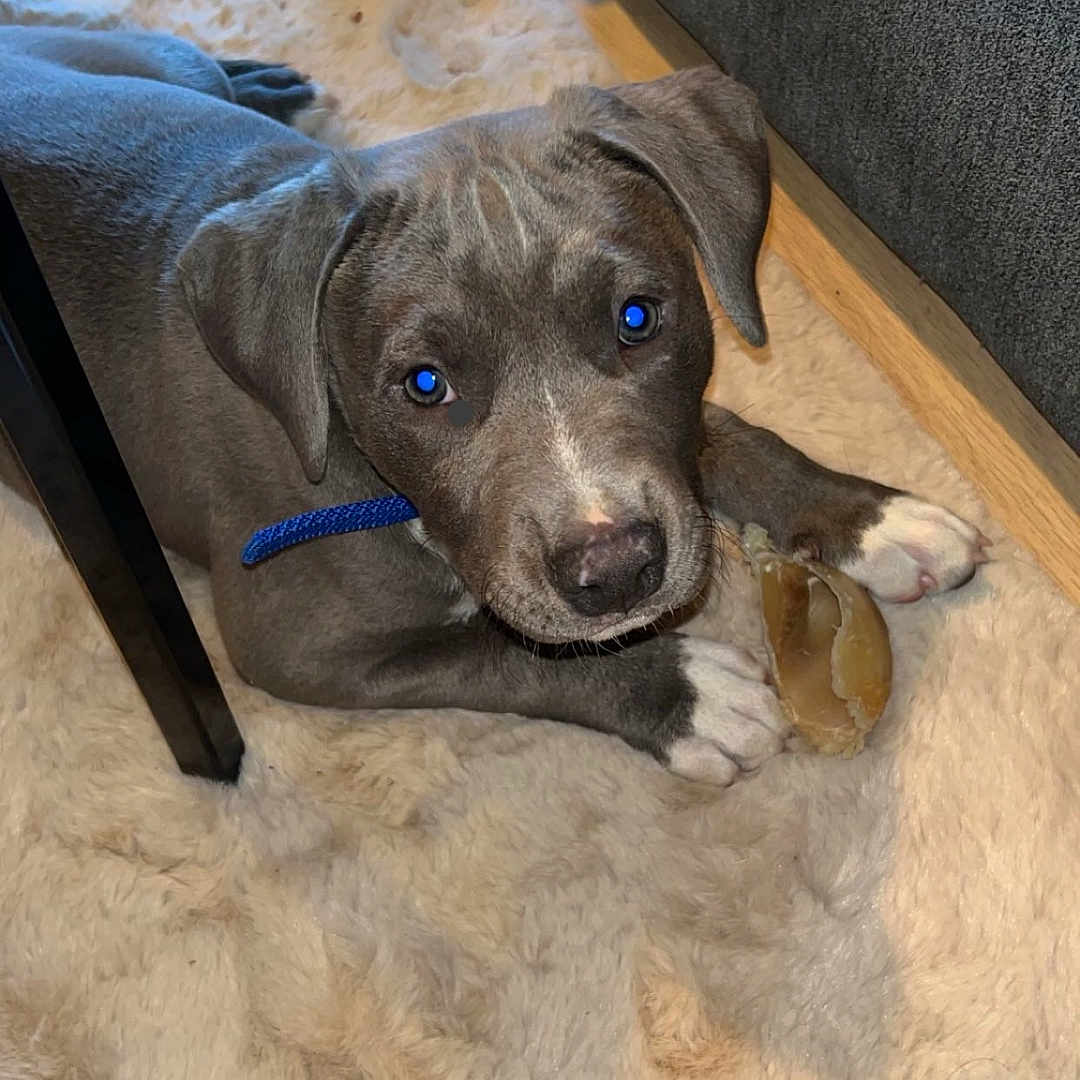 Peat a rejoint le concours — aidez-le/la à gagner de superbes lots ! animal, ball, beagle, bulldog, canine, cat, couch, dog, furniture, homedecor, hound, indoors, labradorretriever, pet, pointer, puppy, sport, tennis, tennisball, wood