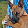 Maya a rejoint le concours — aidez-le/la à gagner de superbes lots ! dog, puppy, hammock, outdoor, animal, pet, brown_fur, black_muzzle, ears, paws, resting, closeup, portrait, nature, grass, relaxed, striped, blue, canine, summer